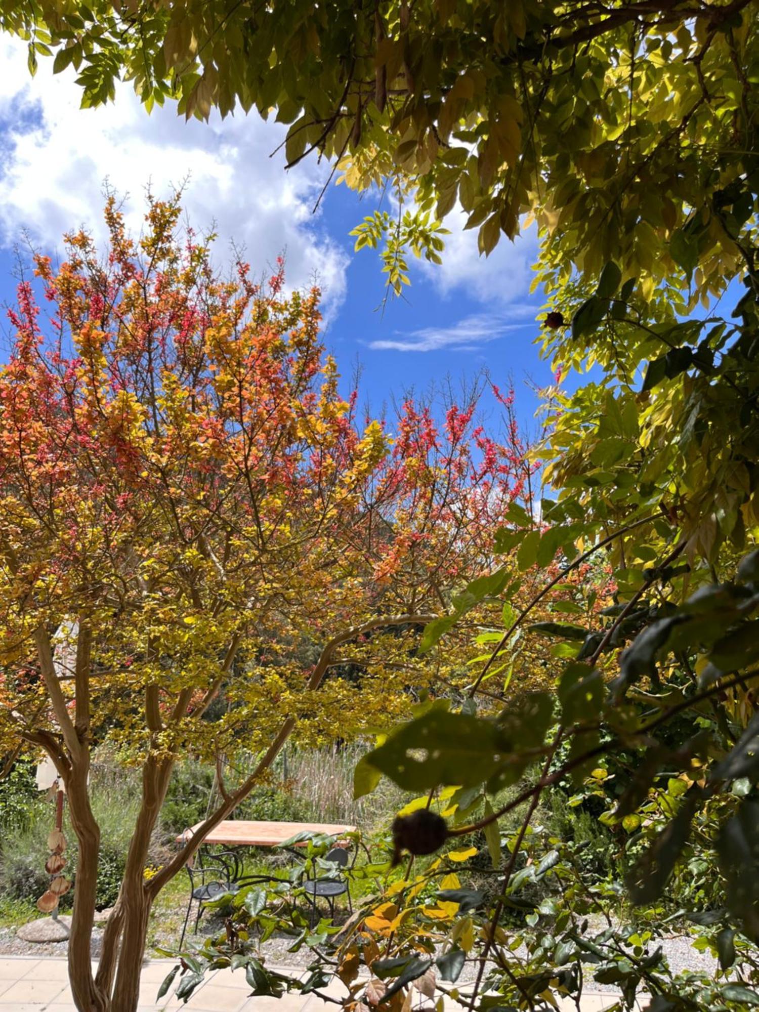 B&B La Fucinaia Pet Friendly Adults Only Campiglia Marittima Zewnętrze zdjęcie