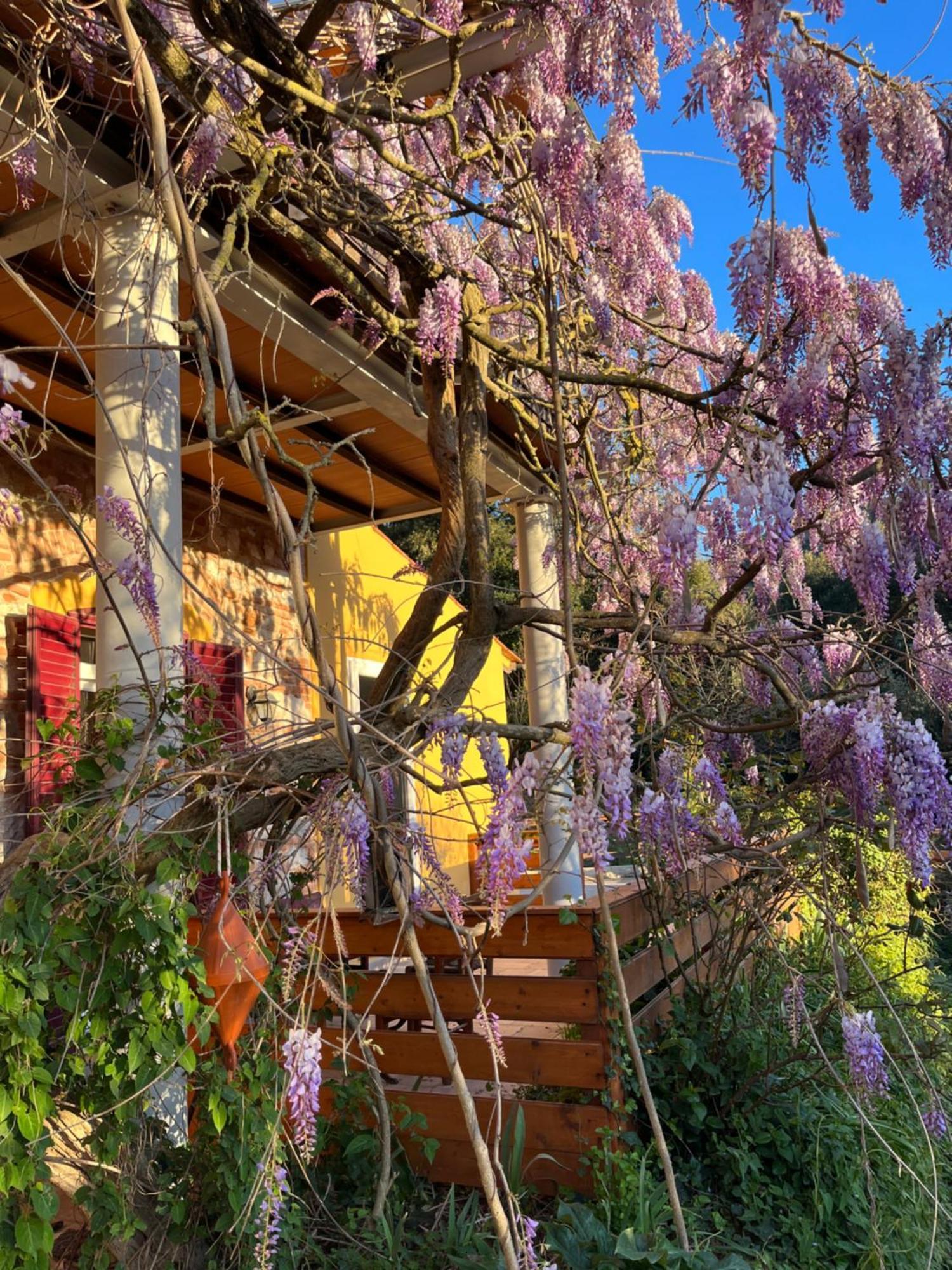 B&B La Fucinaia Pet Friendly Adults Only Campiglia Marittima Zewnętrze zdjęcie