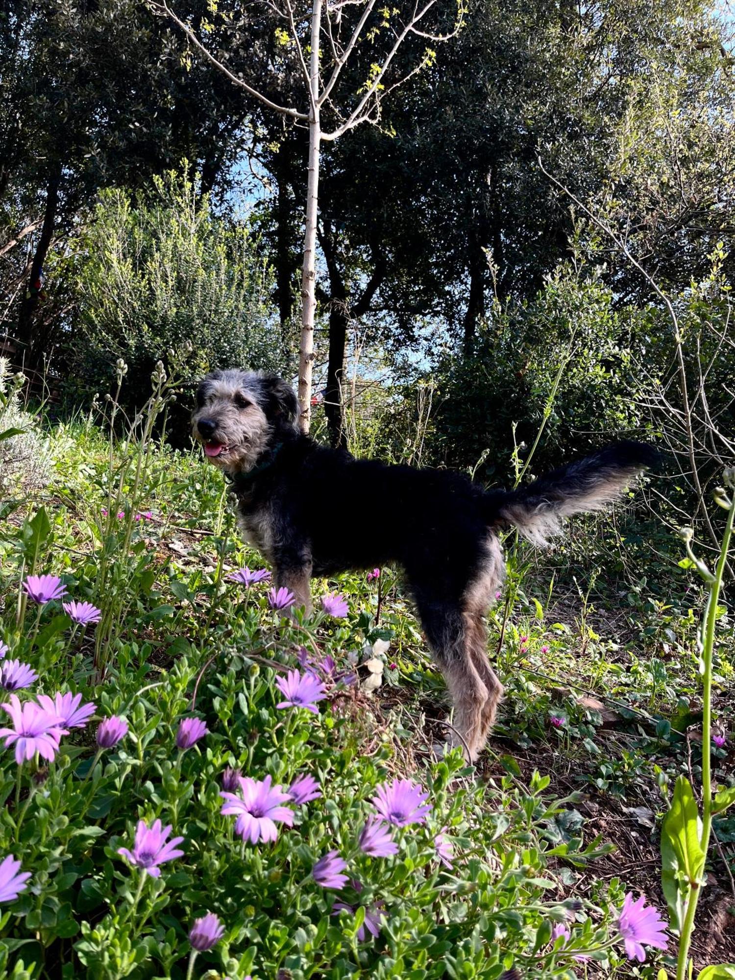 B&B La Fucinaia Pet Friendly Adults Only Campiglia Marittima Zewnętrze zdjęcie